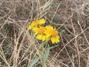 Read more about the article My Journey to Burnout Recovery and Renewal