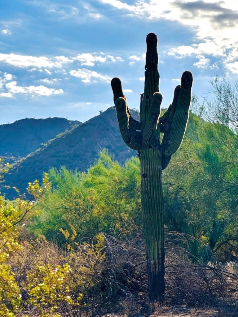 Beautiful desert landscape