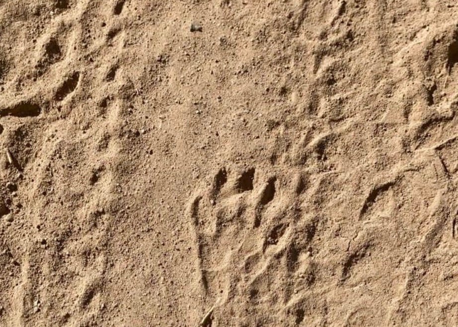 Tracks on the dirt path